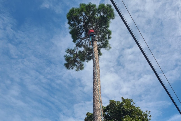 Tree Services in Pace FL 32571